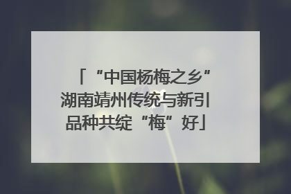 “中国杨梅之乡”湖南靖州传统与新引品种共绽“梅”好
