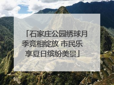 石家庄公园绣球月季竞相绽放 市民乐享夏日缤纷美景