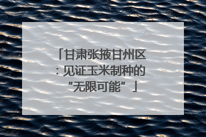 甘肃张掖甘州区：见证玉米制种的“无限可能”
