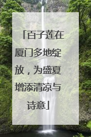 百子莲在厦门多地绽放，为盛夏增添清凉与诗意