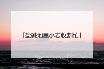 盐碱地里小麦收割忙