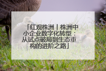 红观株洲丨株洲中小企业数字化转型：从试点破局到生态重构的进阶之路
