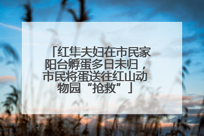 红隼夫妇在市民家阳台孵蛋多日未归，市民将蛋送往红山动物园“抢救”
