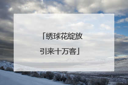 绣球花绽放 引来十万客