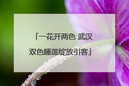 一花开两色 武汉双色睡莲绽放引客