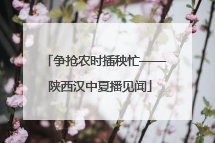 争抢农时插秧忙——陕西汉中夏播见闻
