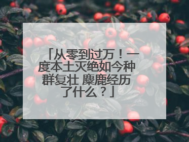 从零到过万！一度本土灭绝如今种群复壮 麋鹿经历了什么？