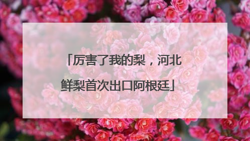 厉害了我的梨，河北鲜梨首次出口阿根廷