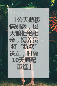 公天鹅移情别恋，母天鹅拒绝相亲，饲养员将“新欢”送走，时隔10天原配重逢