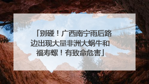 别碰！广西南宁雨后路边出现大量非洲大蜗牛和福寿螺！有致命危害