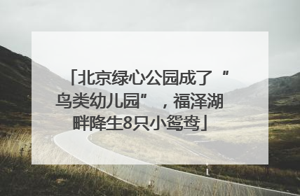 北京绿心公园成了“鸟类幼儿园”，福泽湖畔降生8只小鸳鸯