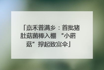 嘉禾普满乡：首批猪肚菇菌棒入棚 “小蘑菇”撑起致富伞