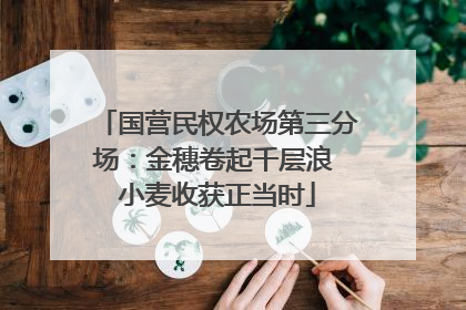 国营民权农场第三分场：金穗卷起千层浪 小麦收获正当时