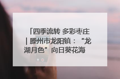 四季流转 多彩枣庄｜滕州市龙阳镇：“龙湖月色”向日葵花海 绘就乡村振兴新画卷