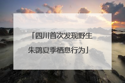 四川首次发现野生朱鹮夏季栖息行为