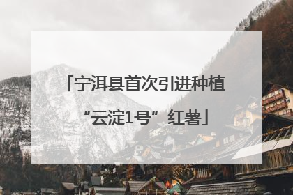 宁洱县首次引进种植“云淀1号”红薯