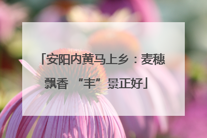 安阳内黄马上乡：麦穗飘香 “丰”景正好