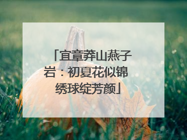 宜章莽山燕子岩：初夏花似锦 绣球绽芳颜