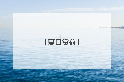 夏日赏荷