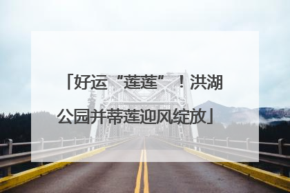 好运“莲莲”！洪湖公园并蒂莲迎风绽放