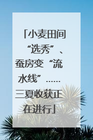 小麦田间“选秀”、蚕房变“流水线”……三夏收获正在进行