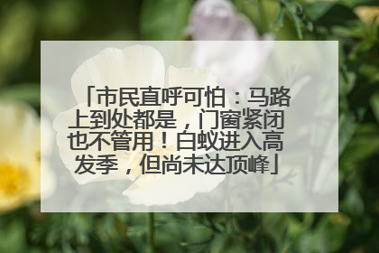 市民直呼可怕：马路上到处都是，门窗紧闭也不管用！白蚁进入高发季，但尚未达顶峰