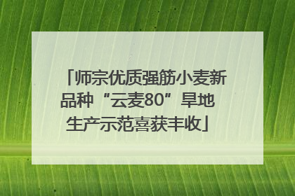 师宗优质强筋小麦新品种“云麦80”旱地生产示范喜获丰收