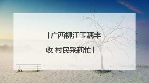 广西柳江玉藕丰收 村民采藕忙