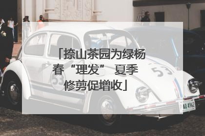 捺山茶园为绿杨春“理发” 夏季修剪促增收