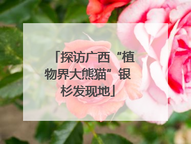 探访广西“植物界大熊猫”银杉发现地