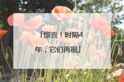 惊喜！时隔4年，它们再现