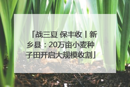 战三夏 保丰收丨新乡县：20万亩小麦种子田开启大规模收割