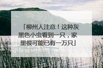 柳州人注意！这种灰黑色小虫看到一只，家里很可能已有一万只