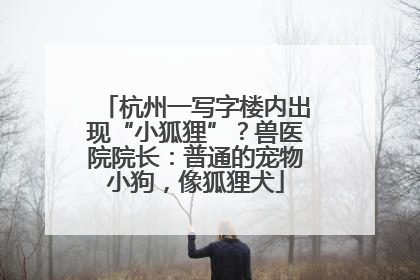 杭州一写字楼内出现“小狐狸”？兽医院院长：普通的宠物小狗，像狐狸犬