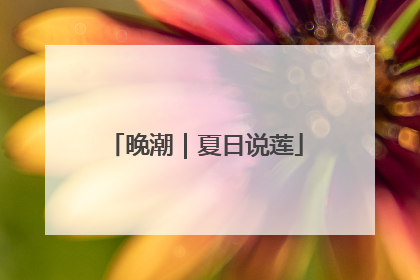 晚潮｜夏日说莲
