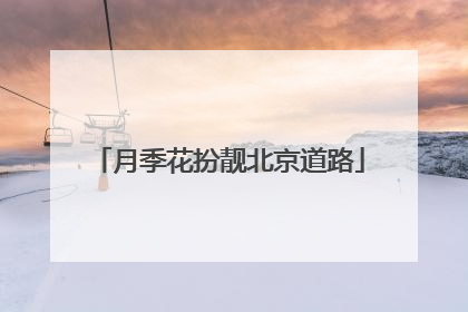 月季花扮靓北京道路