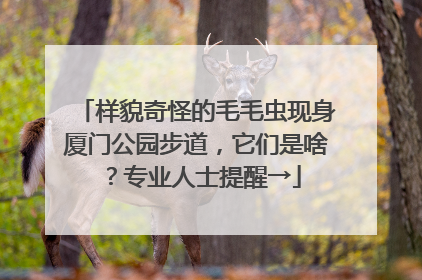 样貌奇怪的毛毛虫现身厦门公园步道，它们是啥？专业人士提醒→