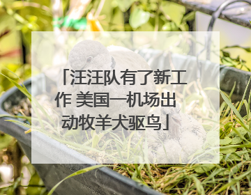 汪汪队有了新工作 美国一机场出动牧羊犬驱鸟