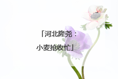河北隆尧：小麦抢收忙