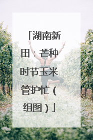 湖南新田：芒种时节玉米管护忙（组图）