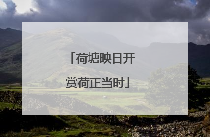 荷塘映日开 赏荷正当时