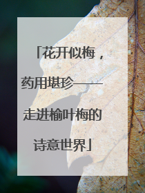 花开似梅，药用堪珍——走进榆叶梅的诗意世界