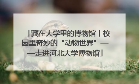 藏在大学里的博物馆丨校园里奇妙的“动物世界”——走进河北大学博物馆