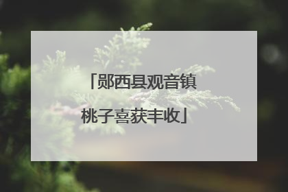郧西县观音镇桃子喜获丰收