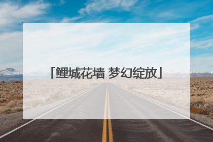 鲤城花墙 梦幻绽放