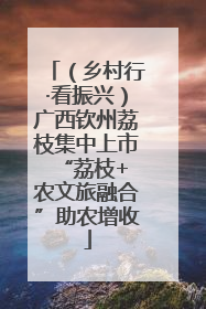 （乡村行·看振兴）广西钦州荔枝集中上市 “荔枝+农文旅融合”助农增收