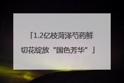 1.2亿枝菏泽芍药鲜切花绽放“国色芳华”