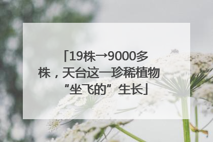 19株→9000多株，天台这一珍稀植物“坐飞的”生长