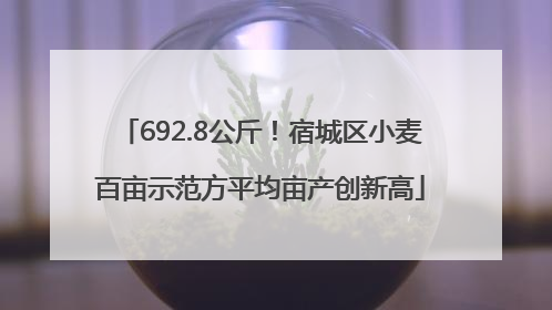 692.8公斤！宿城区小麦百亩示范方平均亩产创新高
